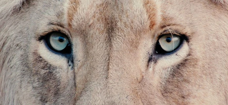 Umstellung vom Flexodruck auf digitalen Etikettendruck – Die Erfolgsgeschichte von Lion Label Thumb