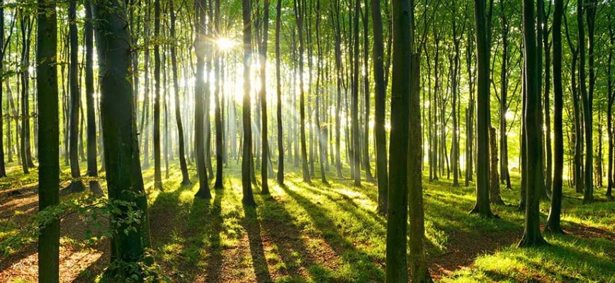 Sign & Print Webinar: Sustainability in Printing Thumb